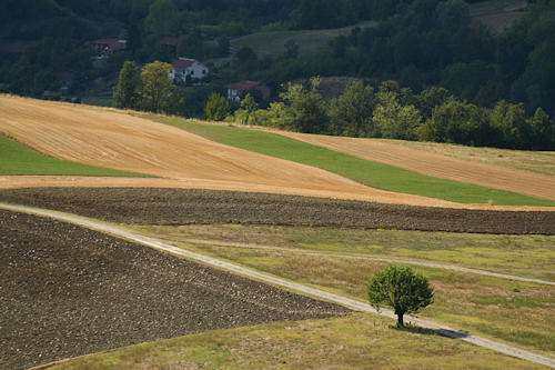 Marcorengo - I campi